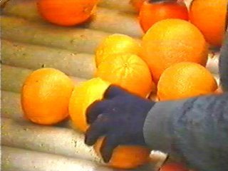 naranjas (9) ALIMENTACION COMIDA